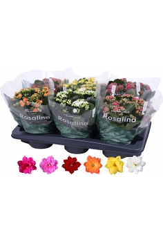 KALANCHOE CALANDIVA MIX...