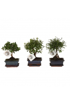 BONSAI CERÁMICA MIX C-15...