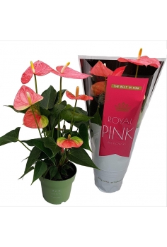 ANTHURIUM ROSA C-14 (alt:...
