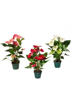 ANTHURIUM MIX C-14 (alt:...