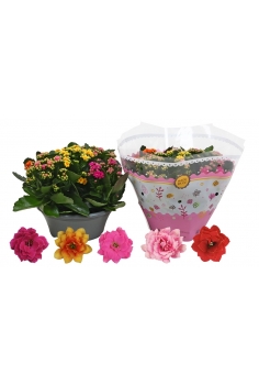 KALANCHOE FLOR DOBLE...