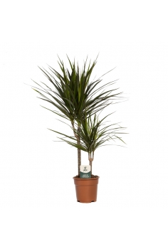 DRACENA MARGINATA C-17 / 2...