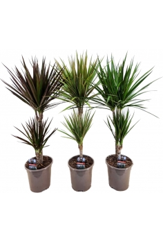 DRACENA MARGINATA MIX C-17...