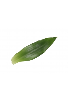 DRACENA FRAGANS C-12 (alt:... 2