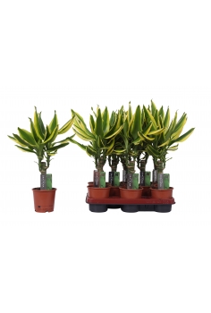 DRACENA GOLDEN KING C-11...