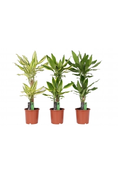 DRACAENA MIX C-17 / 2...