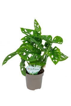 MONSTERA MONKEY MASK C-12...