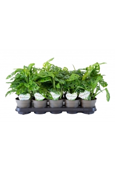 MONSTERA MONKEY MASK C-12... 2