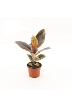 FICUS BELIZE C-12 (alt:... 2