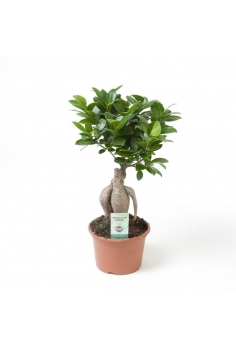 FICUS GINSENG C-15 (alt:...