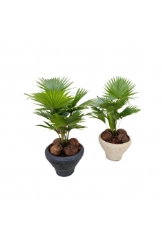 LIVISTONIA ROTUNDIFOLIA...