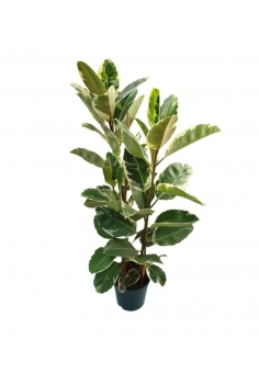 FICUS TINEKE C-23 (alt:...