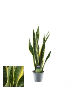 SANSIVIERA C-14 (alt: 50cm)...