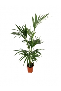 KENTIA C-19 (140cm)...