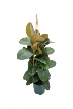 FICUS ROBUSTA C-23 (alt:...