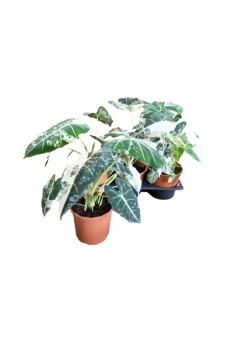 ALOCASIA FRYDEK VARIEGATA...