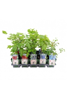 FRUTOS DEL BOSQUE MIX C-14...