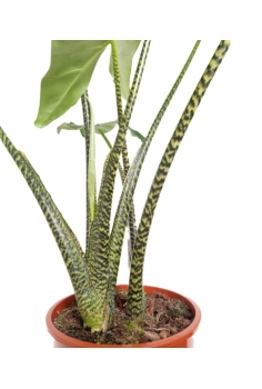 ALOCASIA ZEBRINA 10L (alt:... 2