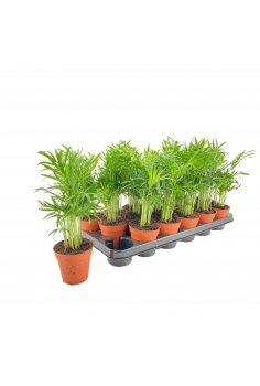 CHAMADOREA C-9 (alt: 25cm)...