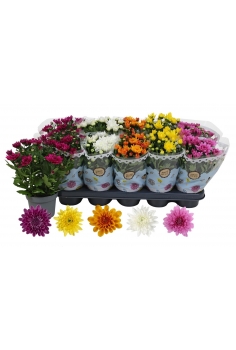 CHRYSANTHEMUM MIX C-12...
