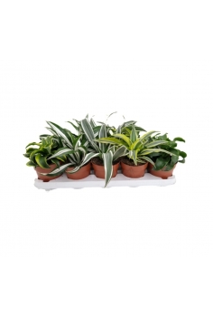 DRACENA MIX C-12 (alt:...