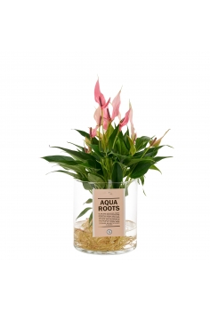 ANTHURIUM CRISTAL LILI RAIZ...