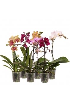 PHALAENOPSIS MINI C-9 (1...