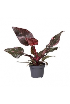 PHILODENDRON PINK PRINCESS...