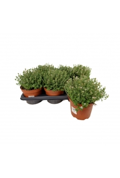 THYMUS VULGARE 2.5L (25cm)...