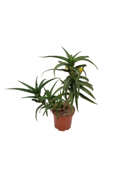 ALOE STRIATULA JUNGLE 2.5L...