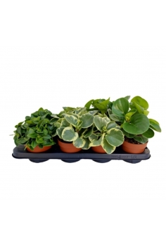 PEPEROMIA MIX C-12 (alt:...