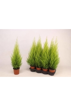 CUPRESSUS goldcrest C-14...