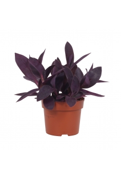 TRADESCANTIA PURPURA C-11...