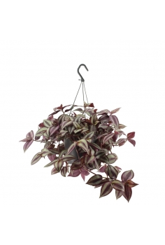 TRADESCANTIA ZEBRINA C-18...