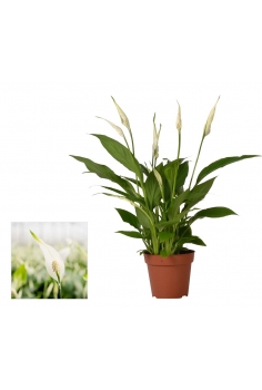 SPATHIFHYLLUM C-12 (35cm)