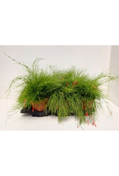 RUSSELIA EKISITIFORMIS 2.5L...