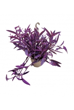 TRADESCANTIA PURPURA C-18...