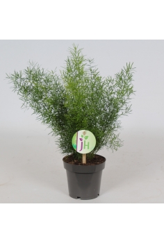 ESPARRAGUERA C-12 (alt:...