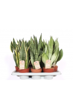 SANSEVIERIA MIX C-14 (alt:...
