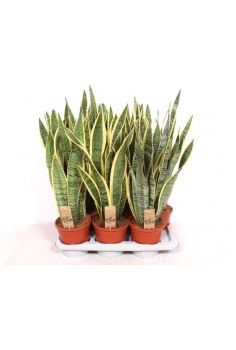 SANSIVIERA C-17 (alt: 60cm)...