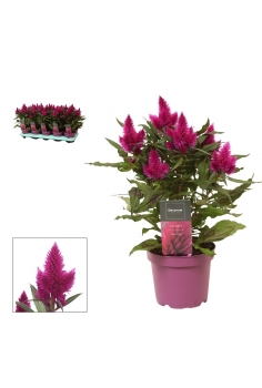 CELOSIA CARACAS C-13 (alt:...