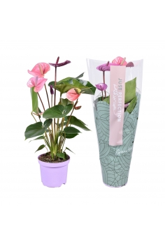 ANTHURIUM LILA C-14 (alt:...