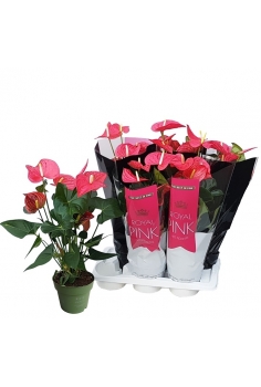 ANTHURIUM ROSA C-17 (alt:...