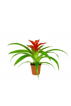 GUZMANIA BLITZ C-9 (alt:...