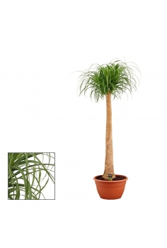 BEAUCARNEA RECURVATA T-50...