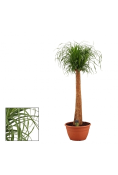 BEAUCARNEA RECURVATA T-35...