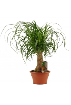 BEAUCARNEA C-19 (alt: 55cm)...