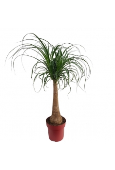 BEAUCARNIA RECURVATA T-7.5L...