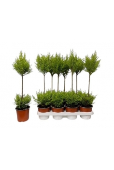 GOLDCREST WILMA DUOBOL C-14...