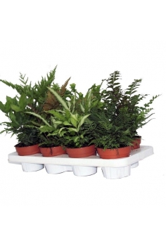 PETERYS C-12 mix (alt:...